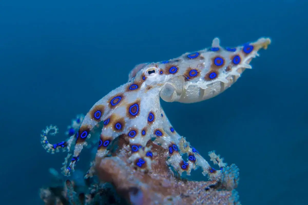 Undescribed Blue Ringed Octopus